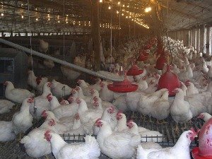 Інфекційний ларинготрахеїт у курей: один птах наражає на небезпеку всіх!