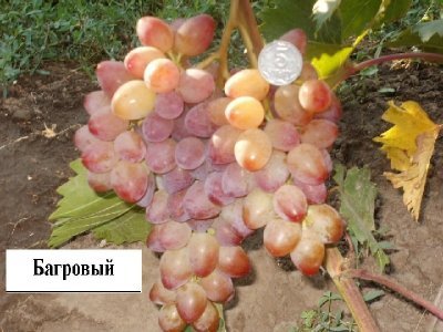 Виноград Багряний: опис раннеспелого, врожайного сорту і фото