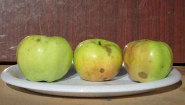Карликова яблуня Братчуд   родич Чудернацького