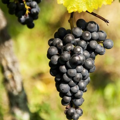 Виноград Мальбек: опис сорту, фото і як правильно захистити врожай?