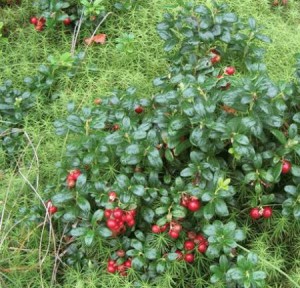Брусниця – лікувальні властивості і протипоказання +Відео