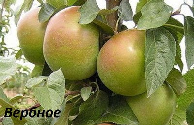 Знайшли вічне життя в народі яблука сорту Бабусине