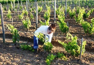 Виноград Дамські Пальчики (Хусайне білий): опис сорту, фото, боротьба з шкідниками