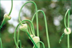 Посадка ярого та озимого часнику навесні – як проходить? + відео