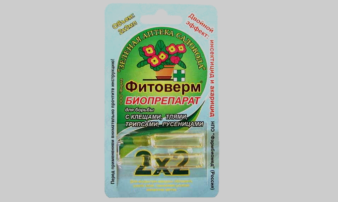 Хвороби та шкідники бальзаміну – симптоми і способи боротьби + Відео