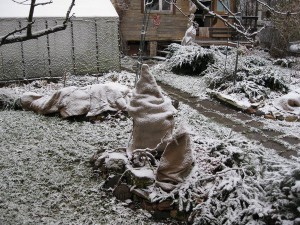 Укриття хвойників на зиму – як захистити дерева від морозу взимку? + Відео