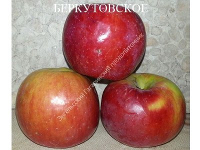 В якому кліматі яблуня Беркутовское почуває себе комфортно?