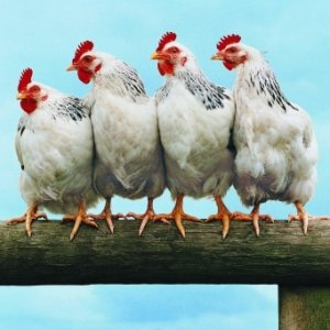 Чим небезпечний розкльовування у курей або як уникнути канібалізму?