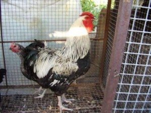 Юрловські кури та їх видові особливості, фото і відео