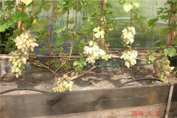 Виноград Нащадок Ризамата: докладний опис стійкого сорту і фото