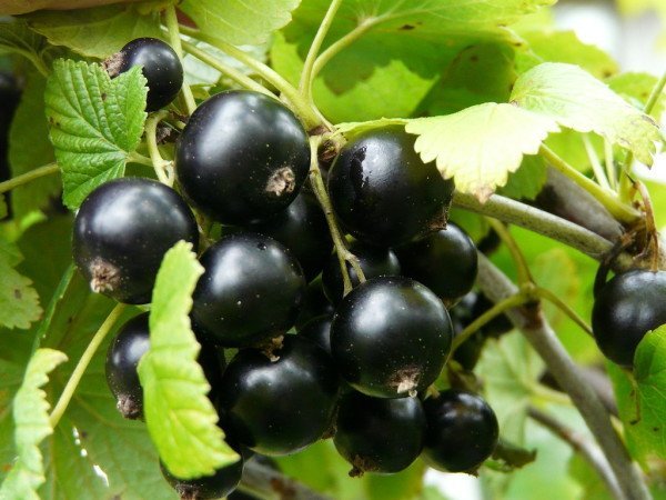 Чорна смородина Валова: опис сорту, фото