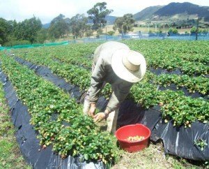 Вирощування суниці у відкритому грунті – ази для новачків + відео