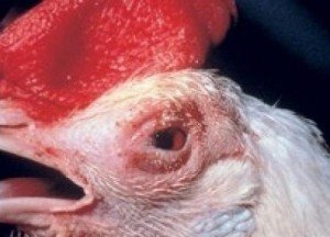 Інфекційний бронхіт у курей відомий також, як ІБК, Infectious bronchitis, Bronchitis infectiosa avium