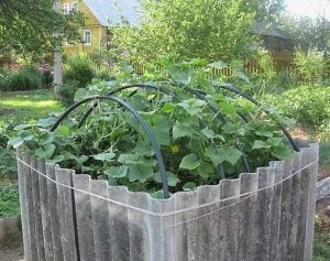 Грядки з шиферу високі: з плоского і хвильового Грядки з шиферу високі: з плоского і хвильового