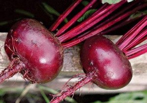 Зберігання буряків на зиму – як організувати місце для зберігання? + відео