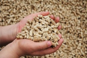 Корми для курей: все про те, чим ви збираєтеся годувати птахів