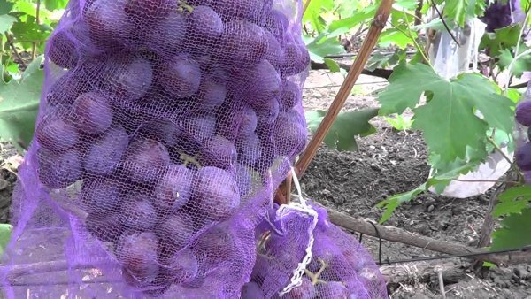 Виноград Низина: опис садового сорту, докладні характеристики і фото