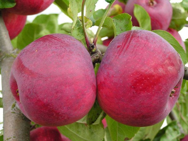 Регулярний урожай і довгі строки зберігання яблук сорту Антей