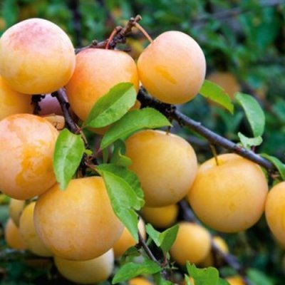 Слива Світлячок: докладний опис сорту і наочні фото