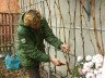 Обрізка винограду для початківців – простою мовою про складному + Відео