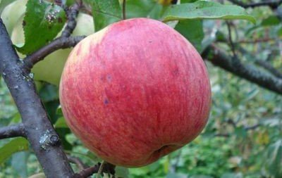 Сорт яблук Боровинка: опис характеристик і фото