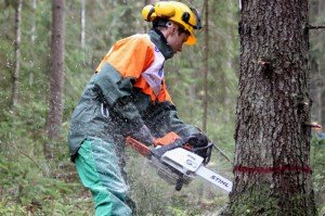 Як правильно спиляти дерево бензопилою – все по кроках + відео