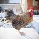 Фавус або парша птахів: стережіться! Ваші улюбленці можуть загинути!