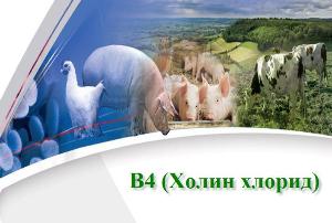Клоацит птахів або як боротися із запаленням клоаки