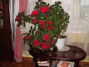Догляд за квіткою Різдвяна зірка. Пересадка рослини + Відео