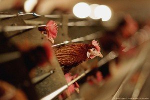 Забій курей в промислових масштабах: опис всіх етапів