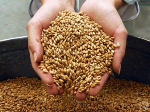 Годівлю курчат мясних та яєчних порід в домашніх умовах