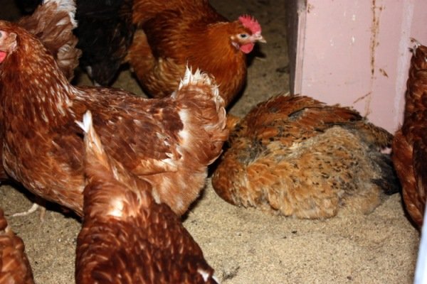 Юрловські кури та їх видові особливості, фото і відео