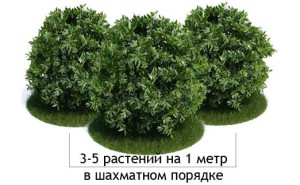 Живопліт своїми руками – які рослини вибрати? + відео