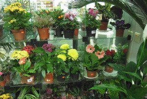 Посадка квітів у горщики – секрети і поради спеціалістів + Відео