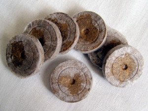 Пророщування насіння – які умови потрібно дотримуватися? + відео