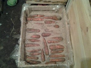 Зберігання моркви ? як зберегти всі корисні властивості? + відео