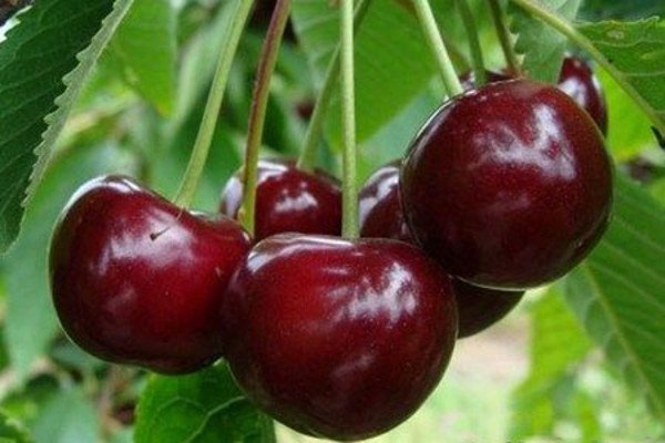 Високоврожайна вишня Підбельська ідеальна для Південних садів