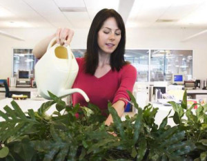 Кімнатне квітникарство – як доглядати за оранжереєю в будинку? + відео