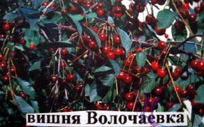 Зимостійка вишня Волочаєвкою: опис сорту та фото
