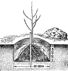 Догляд за грушею навесні – як посадити і удобрювати? + відео