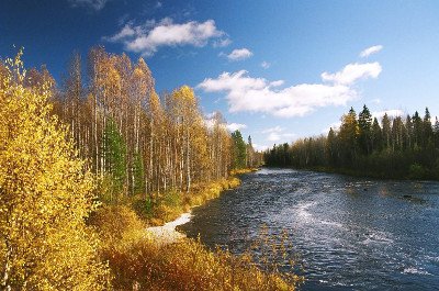Висока стійкість до різних захворювань яблуні сорту Жовте цукрове