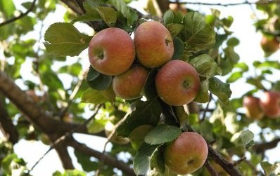 Сорт яблуні Коробовка: особливості та характеристики