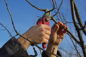Обробка саду ранньою весною – чим обробити, щоб захистити дерева від шкідників? + Відео
