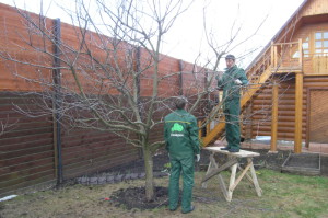 Обрізка дерев – як підвищити врожайність і оформити крону? + відео