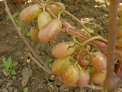 Виноград Нащадок Ризамата: докладний опис стійкого сорту і фото