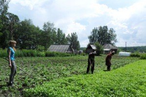 Бурян на городі – ефективні способи позбавлення від бурянів + відео