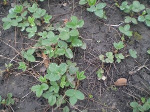 Догляд за полуницею навесні – важливі правила і підготовка до зими + відео Догляд за полуницею навесні – важливі правила і підготовка до зими + відео