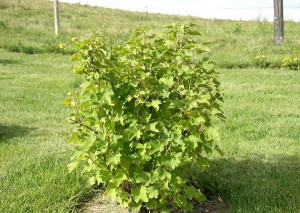 Підживлення смородини восени – правила внесення добрив + Відео