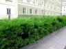 Якою повинна бути жива огорожа з туї і як за нею доглядати? + відео
