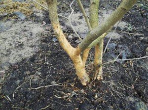 Побілка плодових дерев восени – як обробляти дерева? + відео